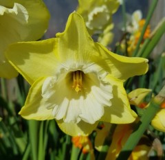 Narcissus (Daffodil) 'Binkie'. Loose, Per 10 Bulbs.